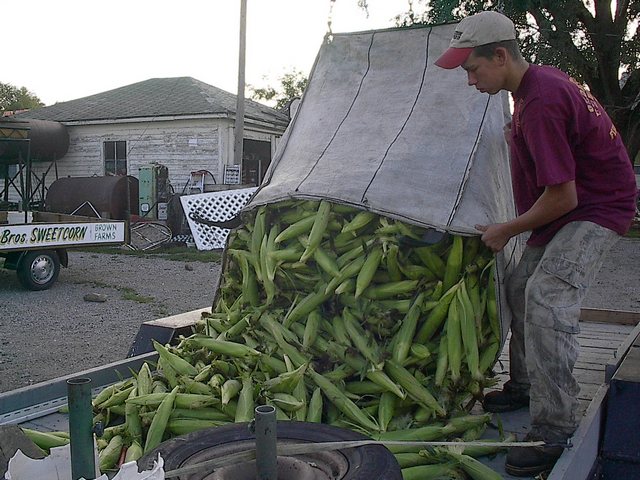 dumping corn.jpg
